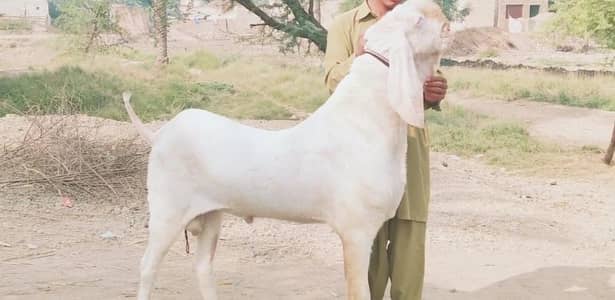 Rajanpuri Bakra hai/ 03291198926