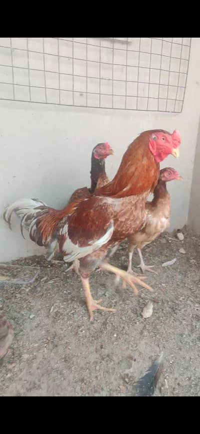 Aseel Shamo Cross Murga