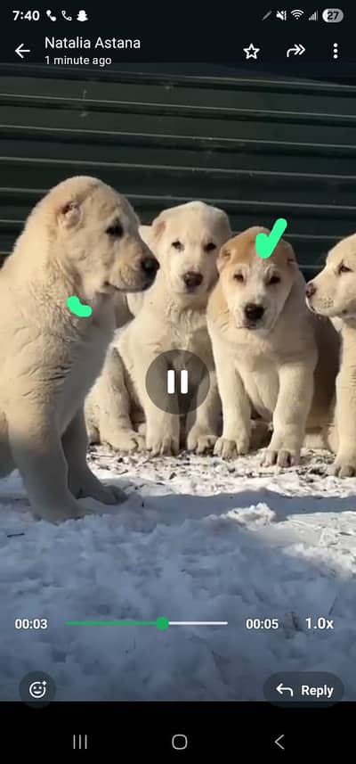 Alabais available for Sale