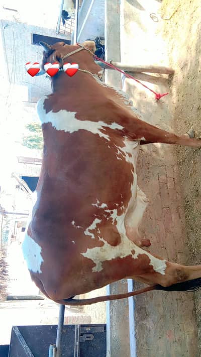 beautiful cow pregnant