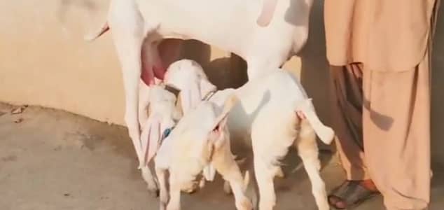 2 Bacchon Ka Sath Desi Bakri For Sale/ +03425820107