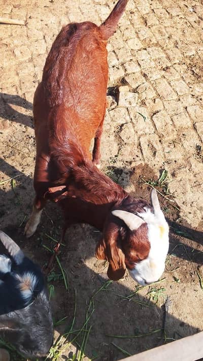 tadi Bakra for sale contact WhatsApp 0 3,23 ,21,54,780