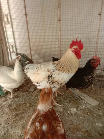 White Sussex Pair, Lohman brown female and Lohman black female