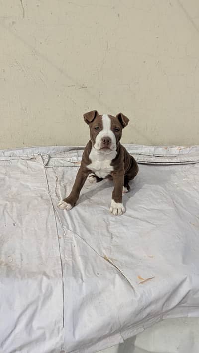 American Pitbull Terrior Female puppy