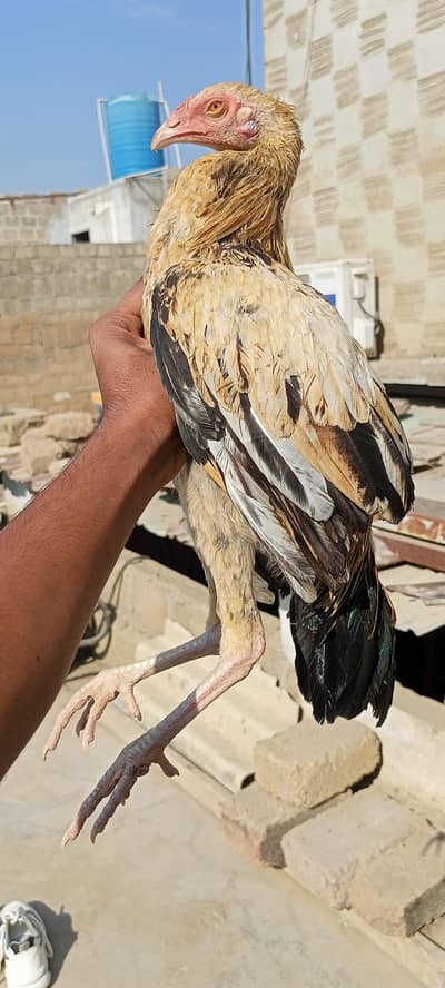 Sindhi croos mianwali