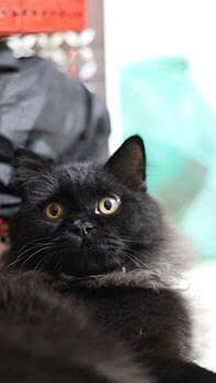 Persian kittens Triple coated