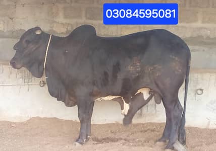 Bachra 2 dant hai /  bull  / qurbani lover black beauty