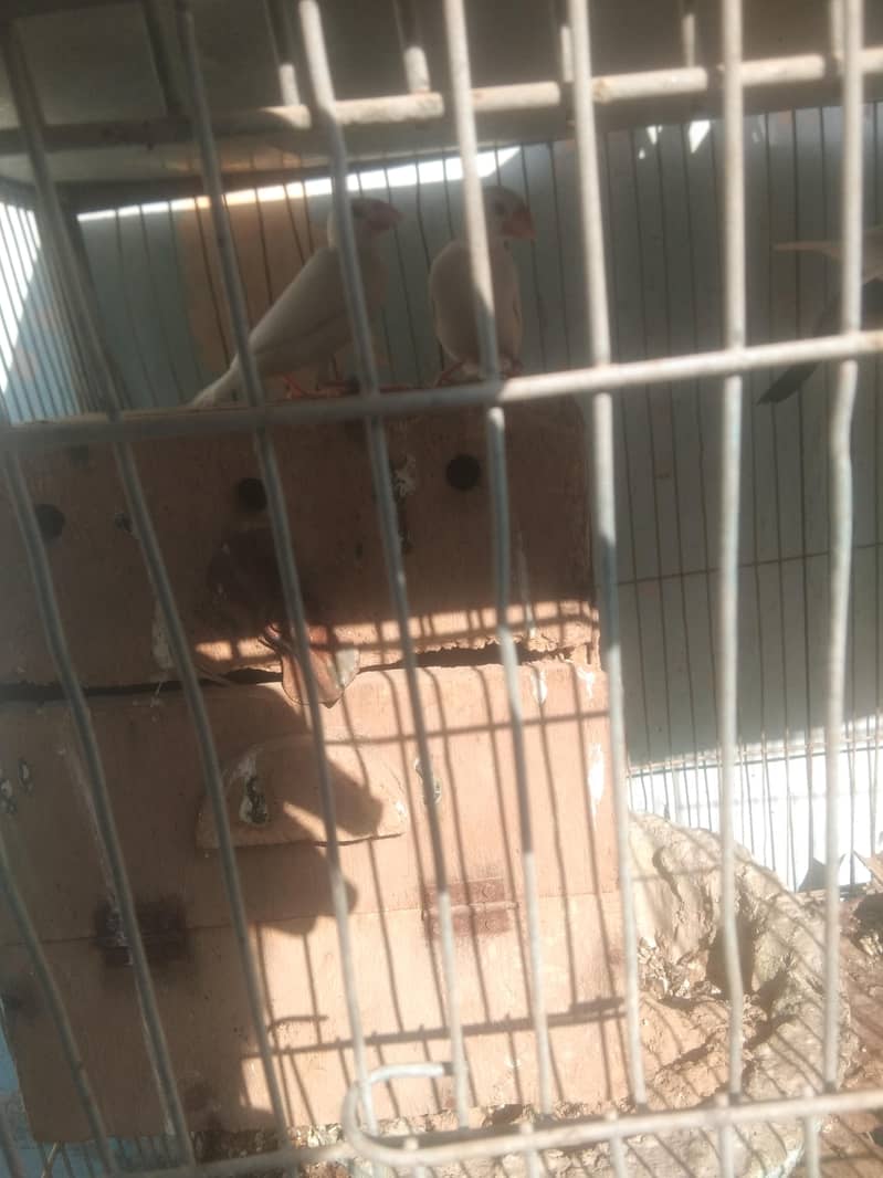 white and gray java 0