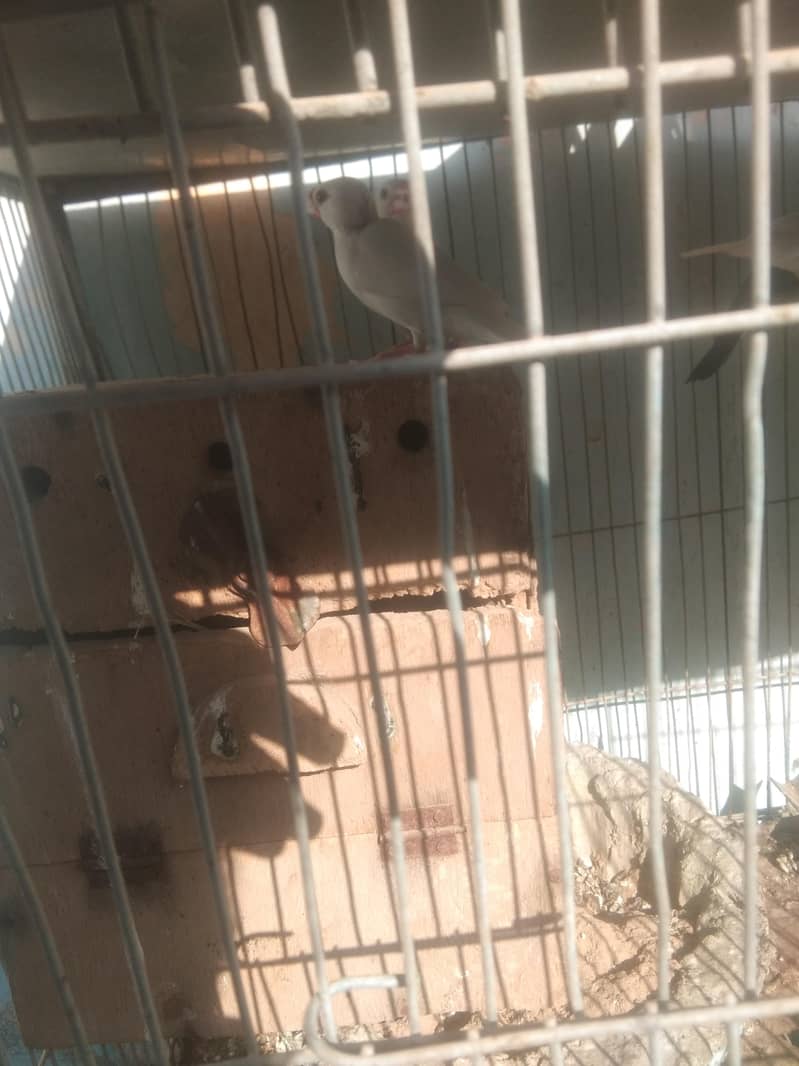 white and gray java 1