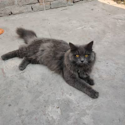 BLACK PERSION MALE THREE COATED