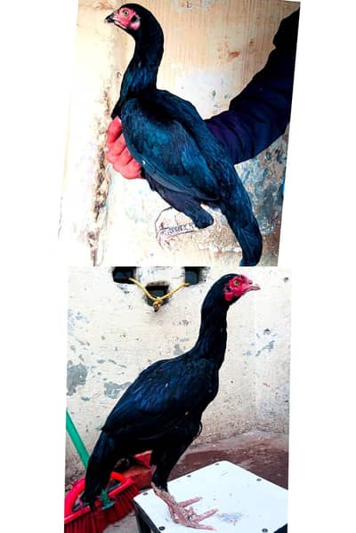 mushka Lasani pair Jeet black