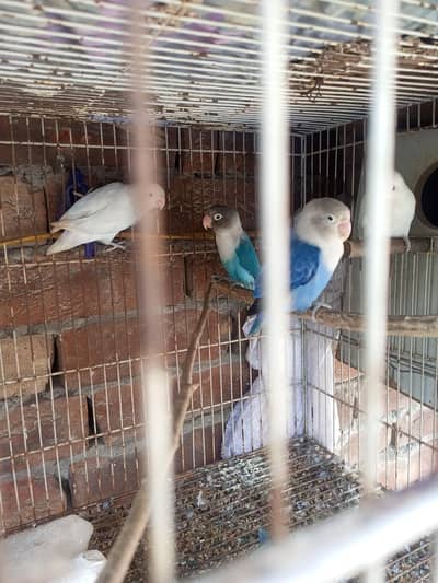 agar pinjara chahi to mil jay ga 03364167878