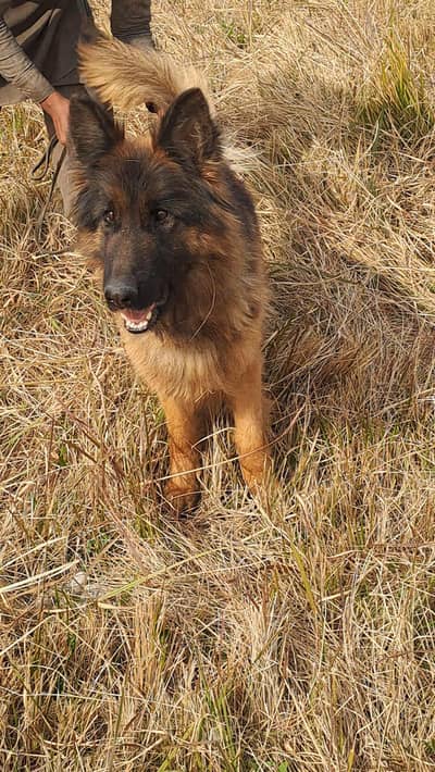 Long Hair gsd Female