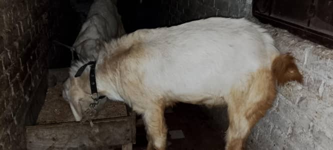 rajin puri pure gulabi