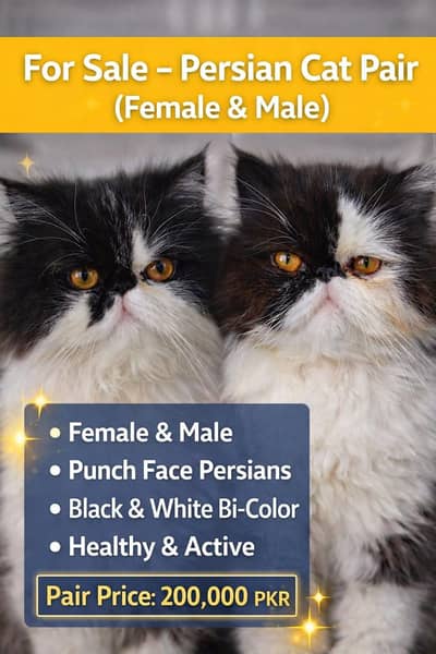 CFA Bloodline , Peeki Face