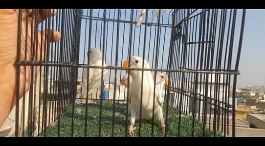 Albino red to black Patty