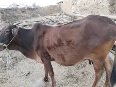 2 ma badd bacha dega