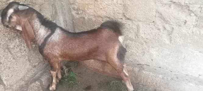 I am selling my goats . .