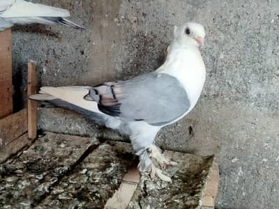 fancy pigeons/ kabotar/german tie, German beauty, Moorhead