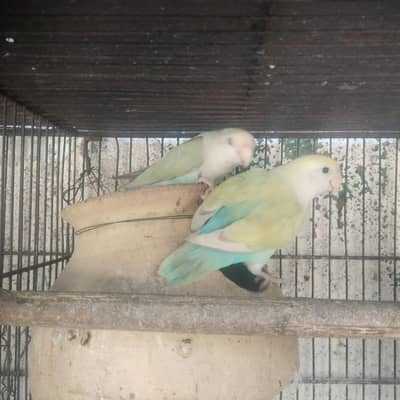 Bhjes , Lovebird, java , finches
