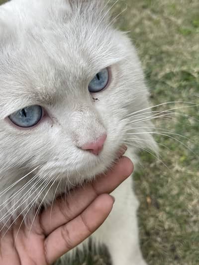 Persian cat