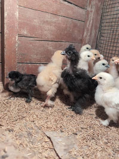 Fancy vaccinated chicks available.