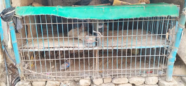 Iron cage for chicken