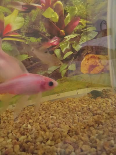 Fishes for sale urgent. meat wali leni hain is liye ye sale kr raha hn