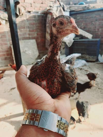 Aseel cross chicks healthy and active