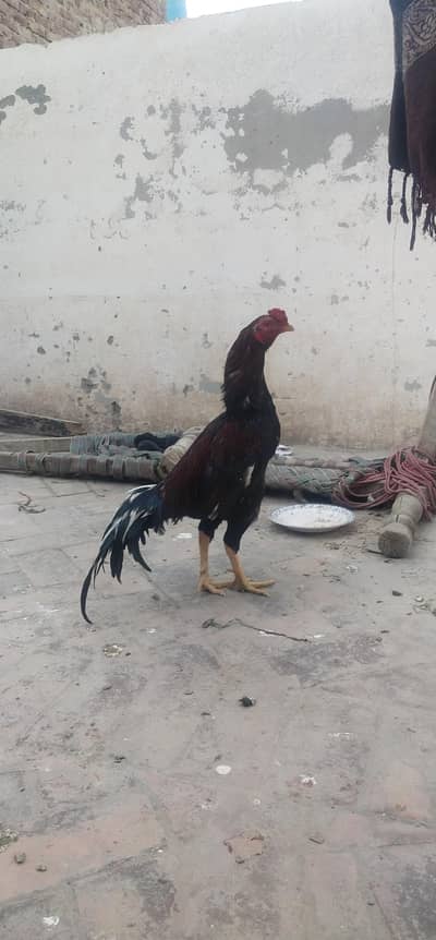 old blood line munasib rate