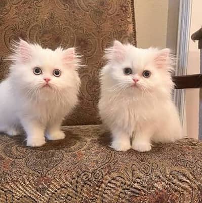 Persian kittens