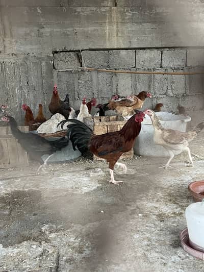 Desi Hens and rooster