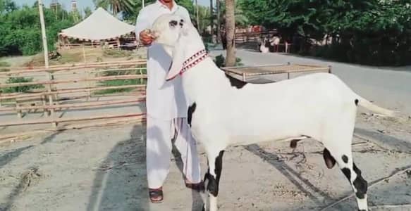Bakra for sale Call number:03102729869