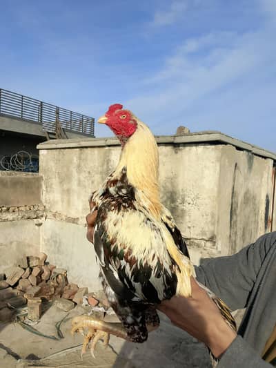 Aseel murgha for sale .