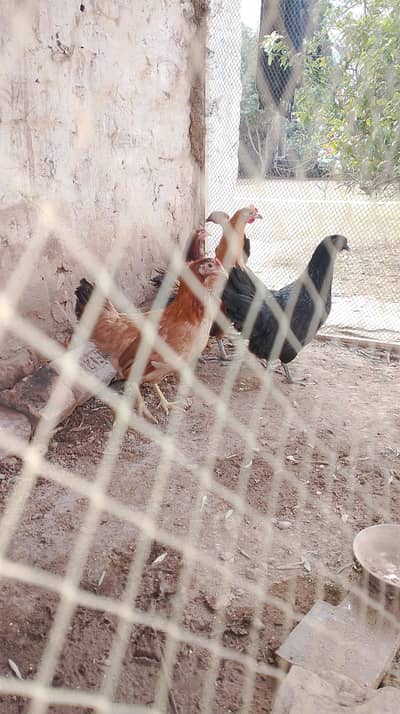 golden hen stater eggs