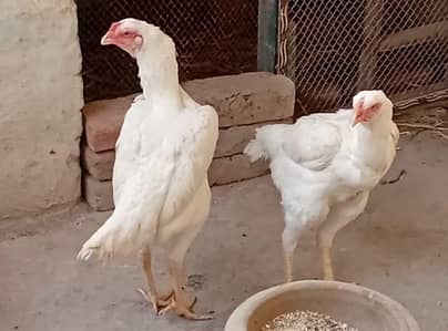 1 Male 2 Female for sale white shamoo  age 11 month