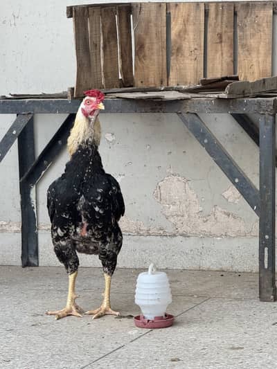 Pure Home Breed Aseel pair hen laying eggs