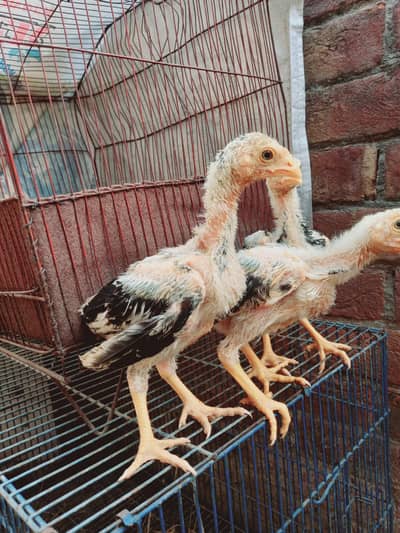Pure Mianwali aseel 03 chicks