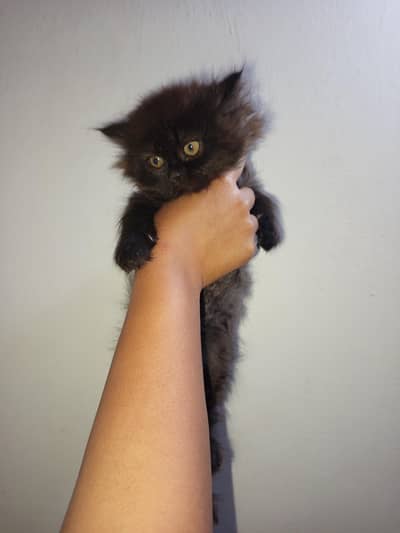 Very Unique Coffee Brown Persian Kitten for Sale