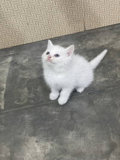 Persian white  kitten / Persian double coated kitten /03247627801
