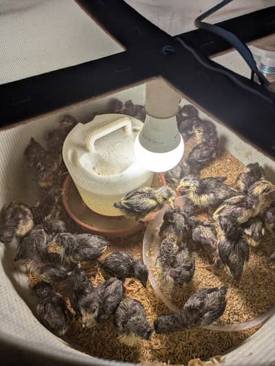 Austrolorp fertile eggs