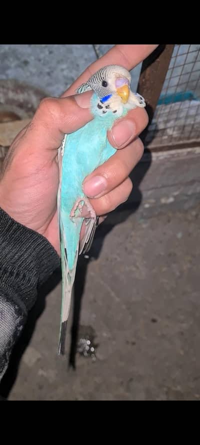 exibition budgie and love birds