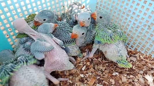 Raw parrot Chiks