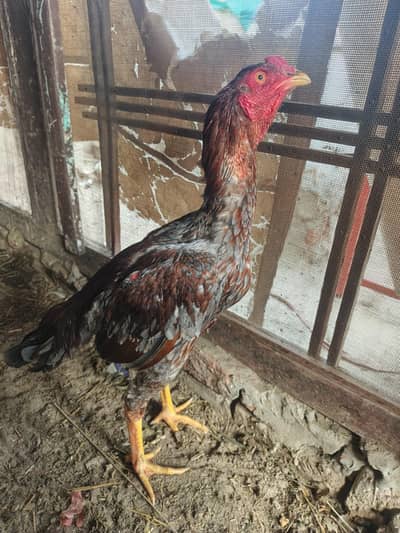 aseel patha for sale whatsapp number 03001670783