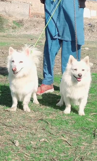 Russian male double coat pair 10 month for sale