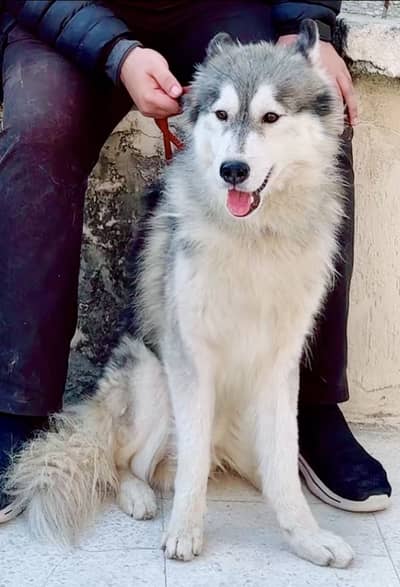 Alaskan malamute for sale