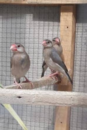 Silver java pathay 0