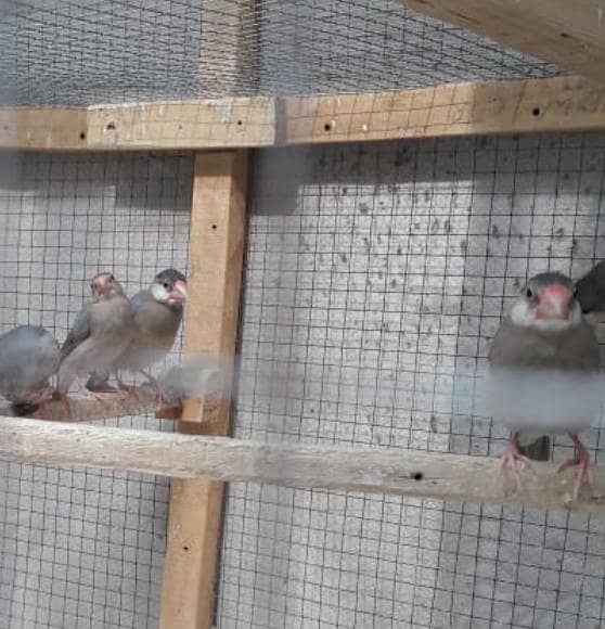 Silver java pathay 1