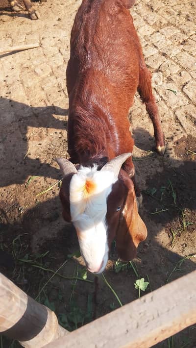 tadi Bakra for sale contact WhatsApp 0 3,23 ,21,54,780