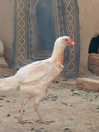 Aseel hen for sale